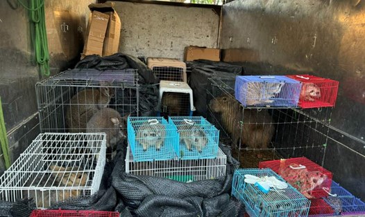 Các chuồng nuôi nhốt tổng số 28 cá thể động vật nghi là động vật hoang dã, trong đó có 6 con chuột túi trên xe tải. Ảnh: Công an huyện Hải Hà 