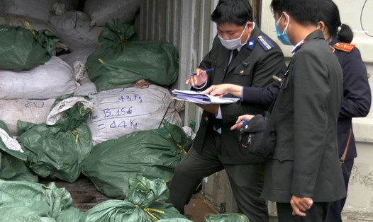 Cơ quan chức năng tiến hành tiêu hủy 10 tấn động vật hoang dã bị bắt tại cảng Tiên Sa. Ảnh: ENV