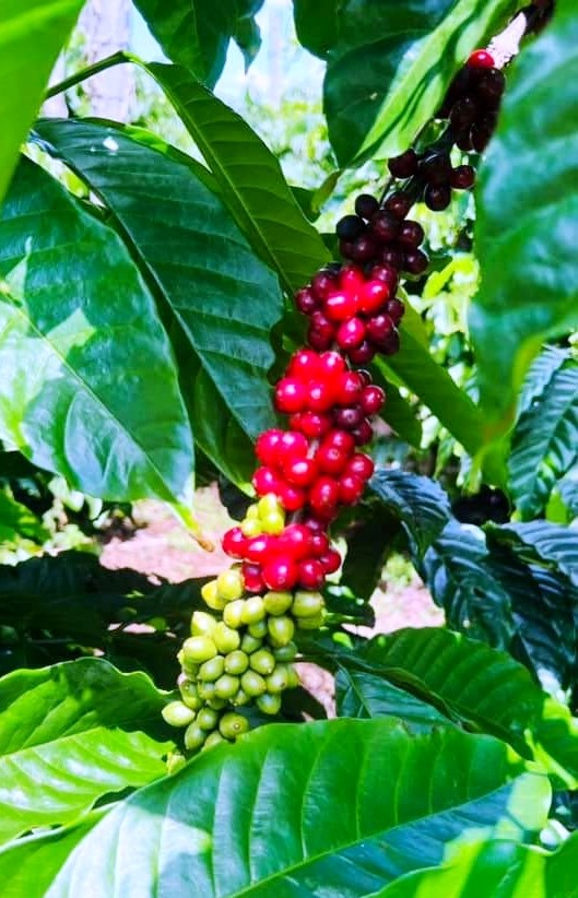 Nhiều địa phương đang tái cơ cấu lại ngành cà phê phục vụ xuất khẩu. Ảnh: Vũ Long
