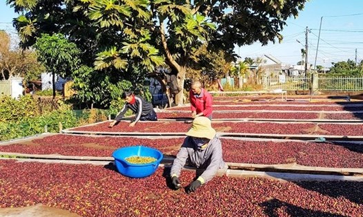Xuất khẩu cà phê chất lượng cao, giá cà phê nhân của Việt Nam có thể cao nhất thế giới trong năm 2024. Ảnh: Vũ Long