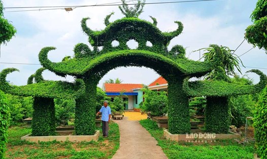 Chiếc cổng nhà được uốn từ cây sanh độc đáo ở Nam Định. Ảnh: Lương Hà