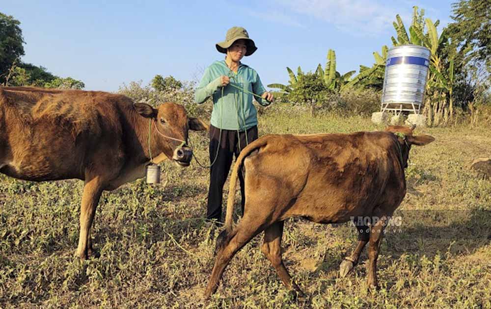 Những con bò giống của dự án gầy trơ xương đã được cấp cho người dân một số xã tại huyện Điện Biên. Ảnh: PV