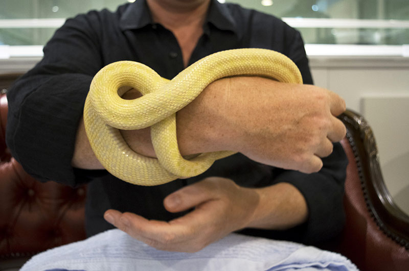 Trải nghiệm với những chú rắn cỡ lớn sẽ phải trả thêm phụ phí. Ảnh:  Animal Cafes