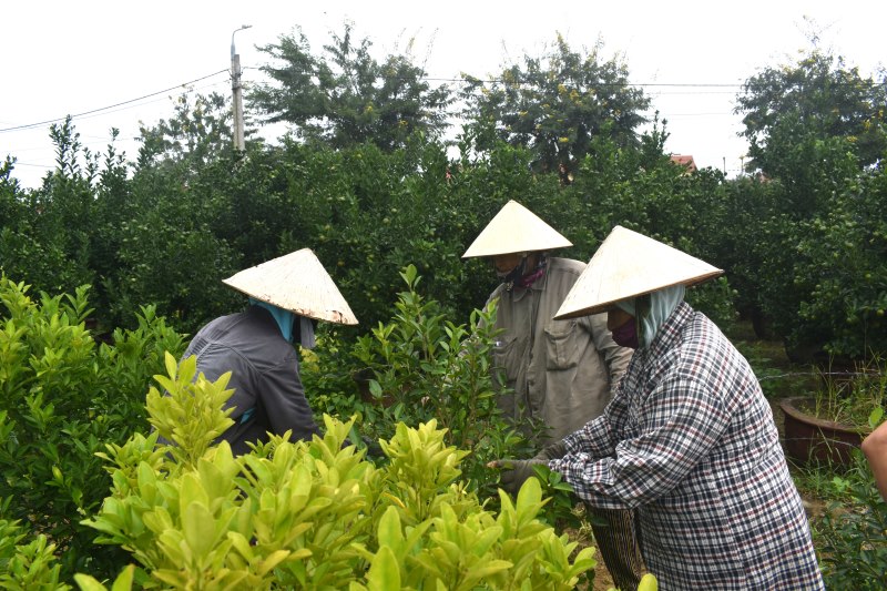 Hội An là vùng chuyên canh trồng quật lớn nhất tại miền Trung, giải quyết việc làm cho hàng trăm nông hộ mỗi dịp tết. Ảnh: Hoàng Bin.
