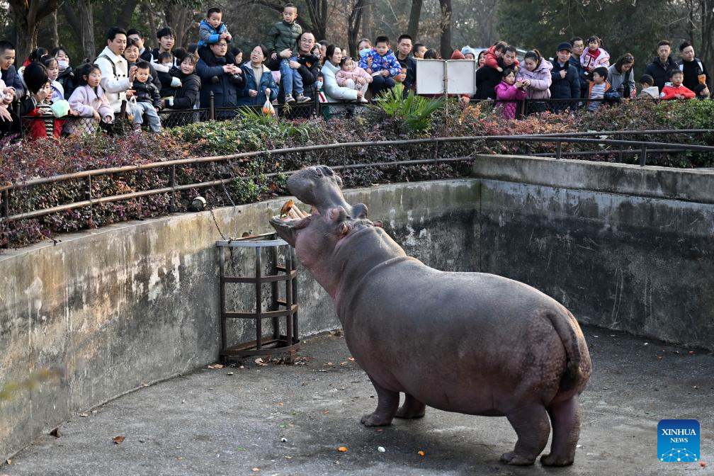 Khách du lịch ngắm hà mã tại Công viên động vật hoang dã Hợp Phì ở Hợp Phì, tỉnh An Huy, ngày 30.12.2023. Ảnh: Xinhua