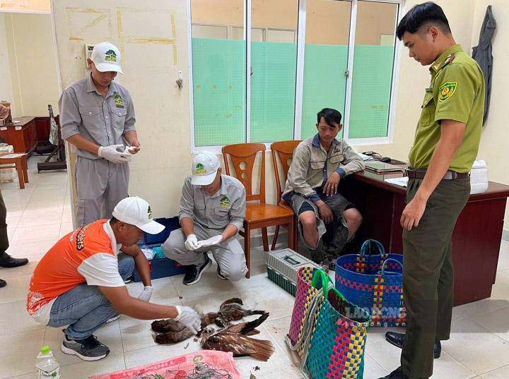 Hạt Kiểm lâm Vườn Quốc gia Phú Quốc phối hợp với Bệnh viện thú y thuộc Vườn thú Safari cứu chữa 2 cá thể động vật rừng bị thương. Ảnh: Kiểm lâm cung cấp