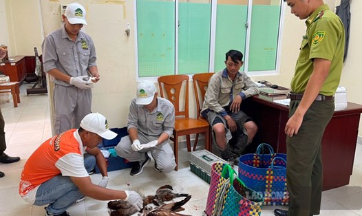 Hạt Kiểm lâm Vườn Quốc gia Phú Quốc phối hợp với Bệnh viện thú y thuộc Vườn thú Safari cứu chữa 2 cá thể động vật rừng bị thương. Ảnh: Kiểm lâm cung cấp