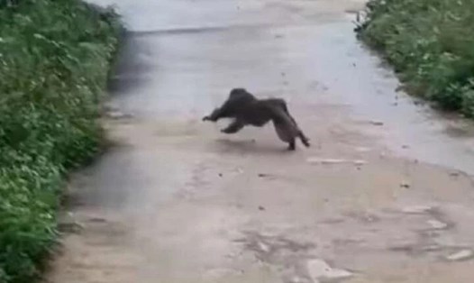 Khỉ xuất hiện tấn công người và vật nuôi tại Quảng Nam. Ảnh: Người dân cung cấp