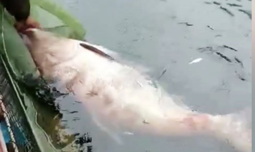 Con cá mè nặng 50kg được bắt trên hồ Thuỷ điện Tuyên Quang. Ảnh: Người dân cung cấp.