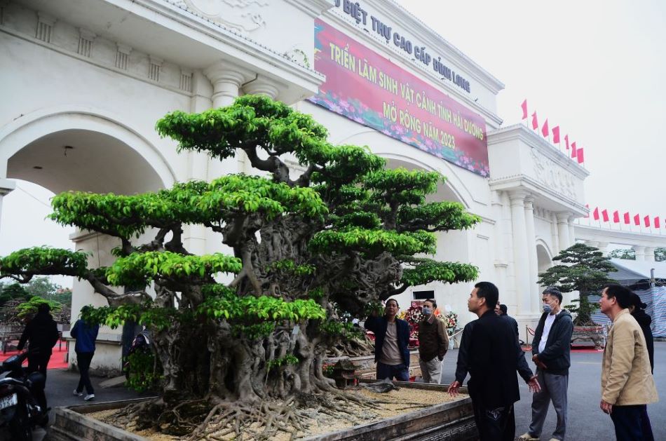 Tác phẩm “Đại lão khiêm cung” của nhà vườn Hoàng Hải đến từ cảng Hồng Vân, Thường Tín, Hà Nội cũng được đánh giá cao. Đây là cây sanh Phúc Am có nguồn gốc từ Ninh Bình. Theo chủ nhân, cây này từng được trả 28 tỉ nhưng anh không bán.