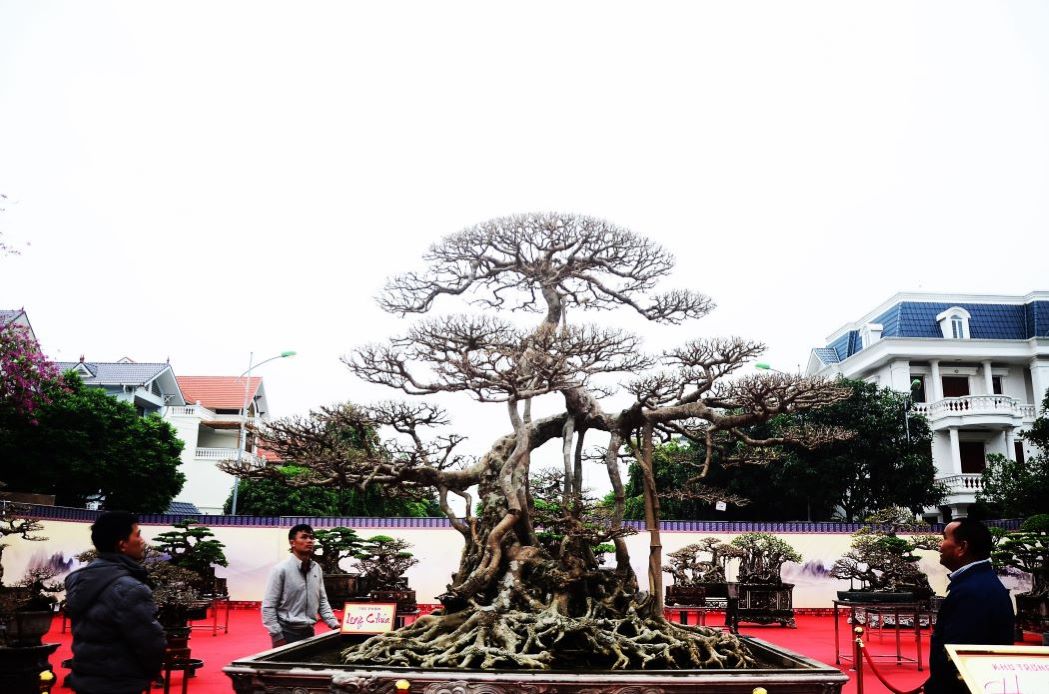 Cặp sanh khủng triển lãm lẩn khuất ở phía sau khuôn viên, nhưng vẫn thu hút nhiều người xem. Nhà vườn Hưng Trang – chủ nhân cây này cho hay, cây có nguồn gốc từ Nam Định với tuổi đời hơn 200 năm được đưa về Hải Dương 20 năm nay.