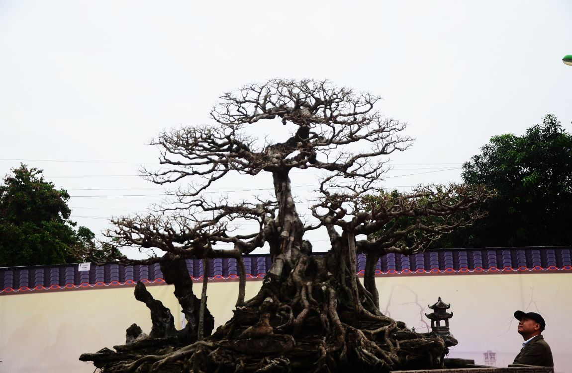 Cây sanh khủng thứ 2 của nhà vườn Hưng Trang cũng được đánh giá rất cao. Theo chủ nhân của cặp cây này, hàng chục năm qua, nhiều người muốn sở hữu cặp cây này với giá hàng trăm tỉ đồng nhưng nhà vườn không muốn bán.