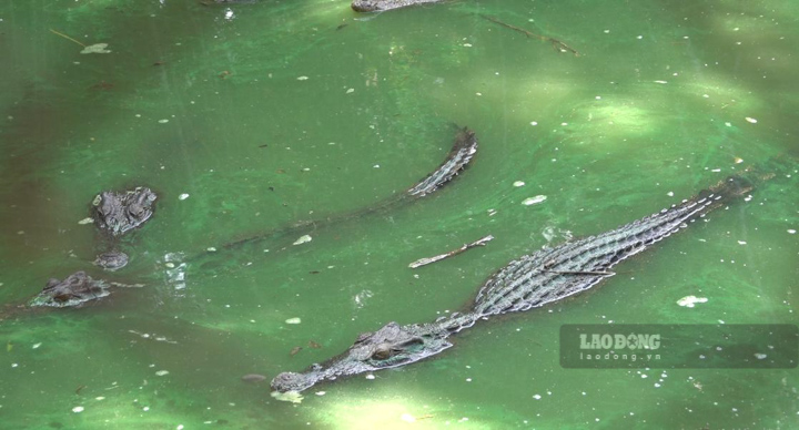 Đàn cá sấu nuôi tại công viên phục vụ việc tham quan. Ảnh: Nguyên Anh