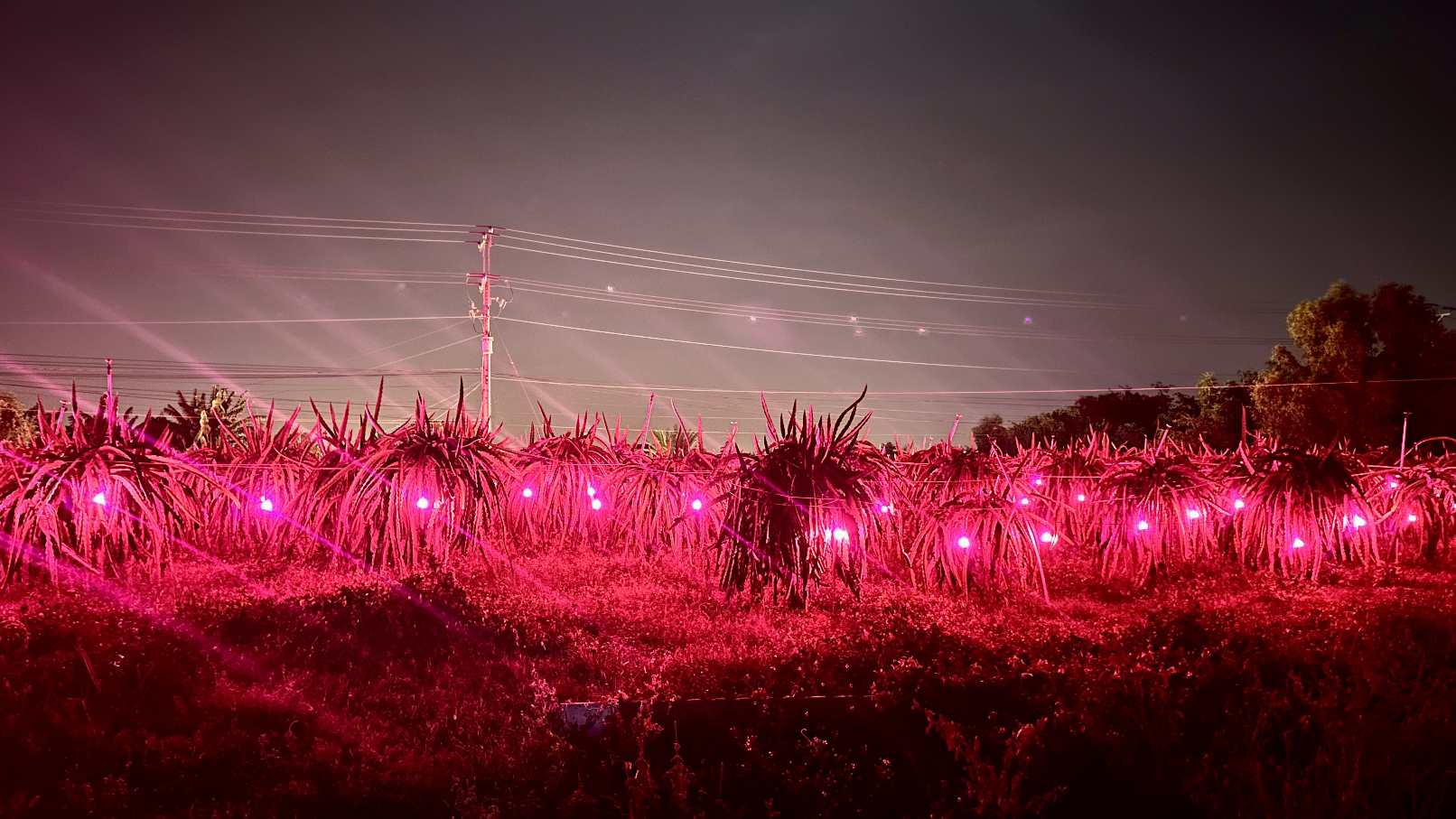 Vườn thanh long được kích thích bằng cách chong đèn ánh sáng màu đỏ hồng. Ảnh: Duy Tuấn