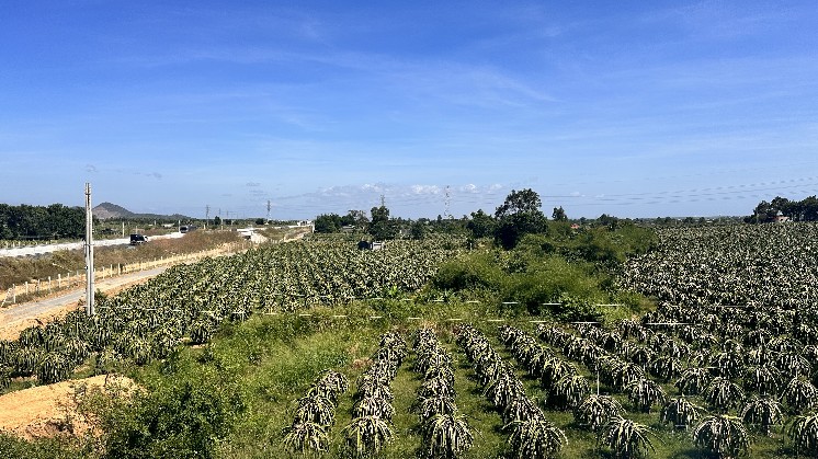 Một khu trồng thanh long 2 bên đường cao tốc Phan Thiết - Dầu Giây ở Bình Thuận. Ảnh: Duy Tuấn