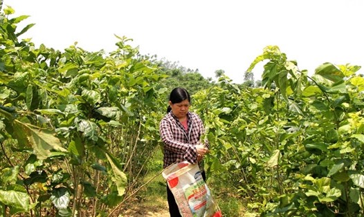 Người dân thôn Khe Thuyền 3, xã Văn Phú (Sơn Dương) trồng dâu nuôi tằm. Ảnh: Việt Hà.