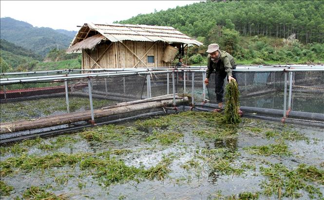 Những năm qua, tỉnh Nghệ An đang hỗ trợ phát triển sản xuất nhằm tạo việc làm, sinh kế cho người dân, giảm nghèo bền vững. Ảnh: UBND tỉnh Nghệ An 