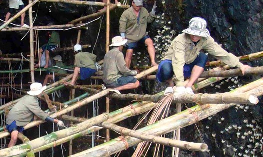 Công nhân làm giàn giáo bảo vệ, khai thác chim yến tự nhiên trên đảo trong vịnh Nha Trang. Ảnh: Nguyễn Lúc.