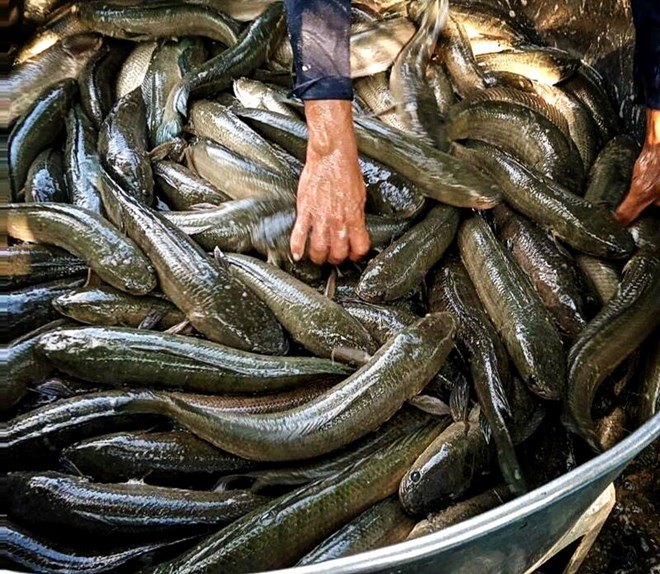 Giá cá lóc tại tỉnh Trà Vinh ở mức thấp, người dân “neo” lại chờ giá quay đầu tăng vào dịp Tết. Ảnh: Hoàng Lộc 