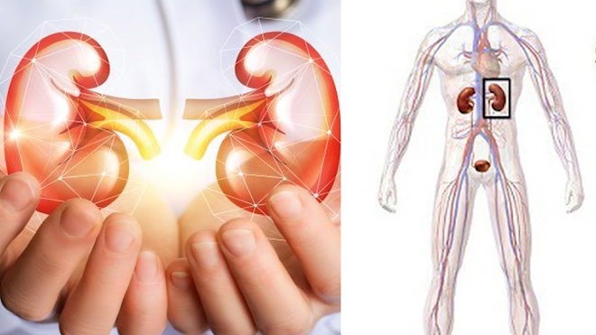 Mẹo ăn kiêng giúp giảm mức creatinine để thận khỏe mạnh