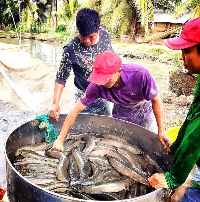 Người nuôi cá lóc huyện Trà Cú, tỉnh Trà Vinh ước lỗ từ 8 - 12 triệu đồng/tấn cá với giá bán từ . Ảnh: Hoàng Lộc