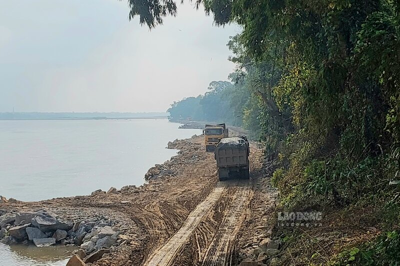 Có mặt tại tuyến đê hữu Thao đoạn qua địa bàn xã Hùng Việt trong những ngày đầu tháng 12, phóng viên Báo Lao Động ghi nhận, việc xây dựng tuyến kè đang được tiến hành khẩn trương.