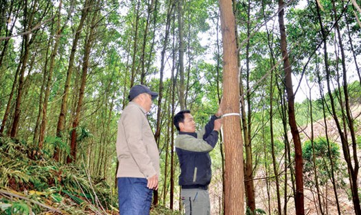 Nông dân tỉnh Tuyên Quang thoát nghèo nhờ kinh tế rừng. Ảnh: UBND tỉnh Tuyên Quang 
