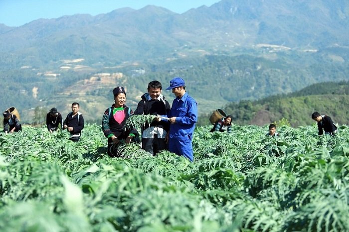 Traphaco tiên phong tạo ra những sản hỗ trợ sức khỏe của người Việt bằng chính dược liệu Việt. Ảnh: Traphaco  