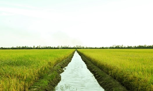 Xuất khẩu gạo của Việt Nam vẫn nhiều lợi thế trong năm nay và kéo dài sang năm 2024. Ảnh: Tân Long