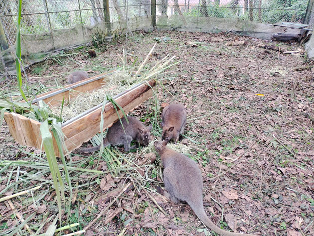 4 con chuột túi ngoài tự nhiên đang được chăm sóc tại Vườn Quốc gia Hoàng Liên. Ảnh: Bảo Nguyên
