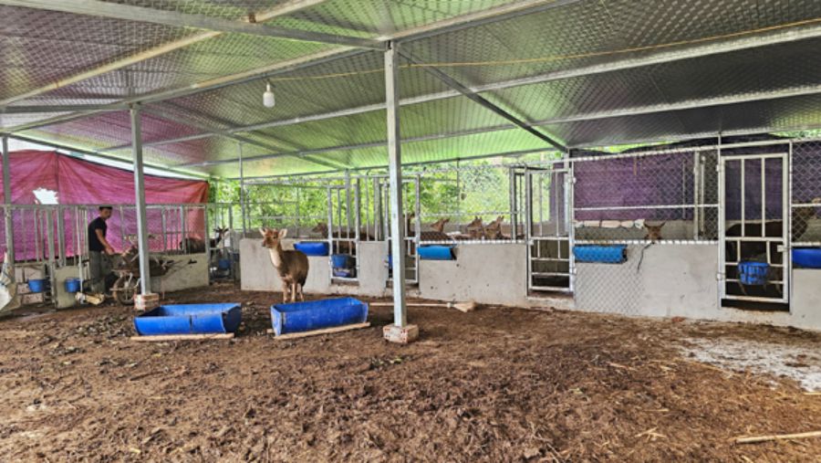 Một góc trại nuôi hươu của gia đình anh La Văn Lưu. 
Ảnh: Nguyên Hoa
