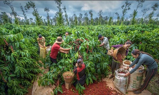Thủ phủ cà phê Buôn Ma Thuột được ca ngợi là nơi sản sinh “hạt cà phê Robusta ngon nhất thế giới”. Ảnh: DN cung cấp
