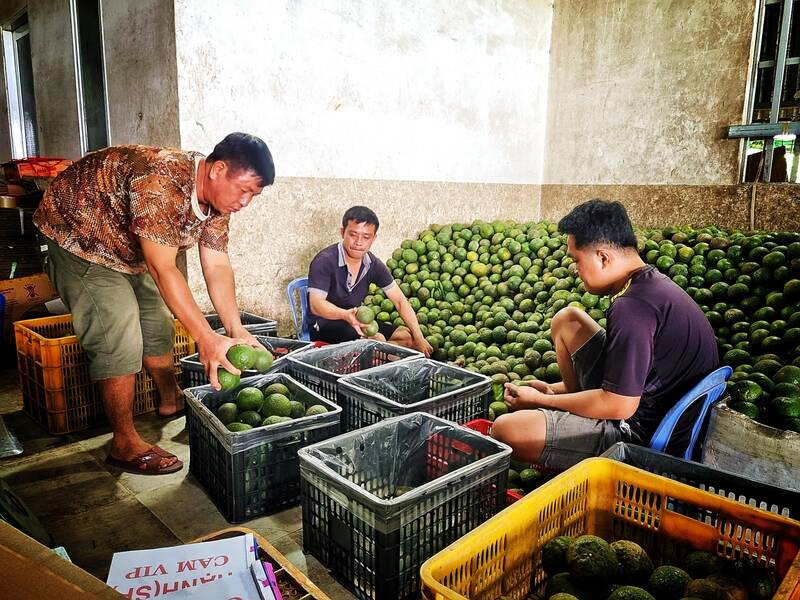 Giá cam sành được các hợp tác xã cam sành ở huyện Trà Ôn mua với giá từ 3.500 - 5.000 đồng/kg cao hơn thị trường bên ngoài từ 2.000 - 3.000 đồng/kg. Ảnh: Hoàng Lộc