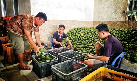 Giá cam sành được các hợp tác xã cam sành ở huyện Trà Ôn mua với giá từ 3.500 - 5.000 đồng/kg cao hơn thị trường bên ngoài từ 2.000 - 3.000 đồng/kg. Ảnh: Hoàng Lộc