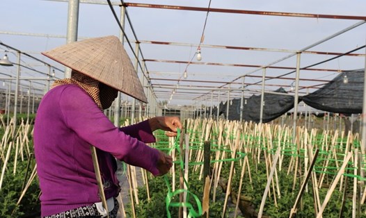 Nông dân Đà Nẵng tất bật với vụ hoa Tết. Ảnh: Nguyễn Linh