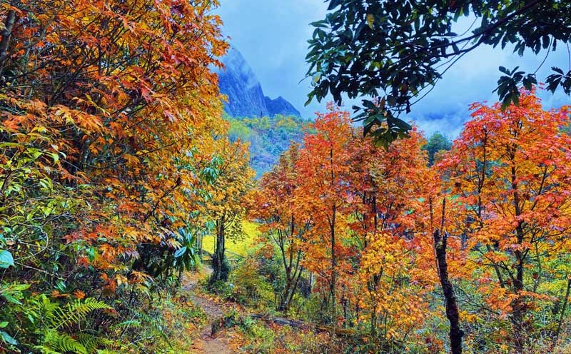 Băng rừng, ngược núi ngắm những vạt rừng thay lá đỏ. Ảnh: Lương Tuấn.