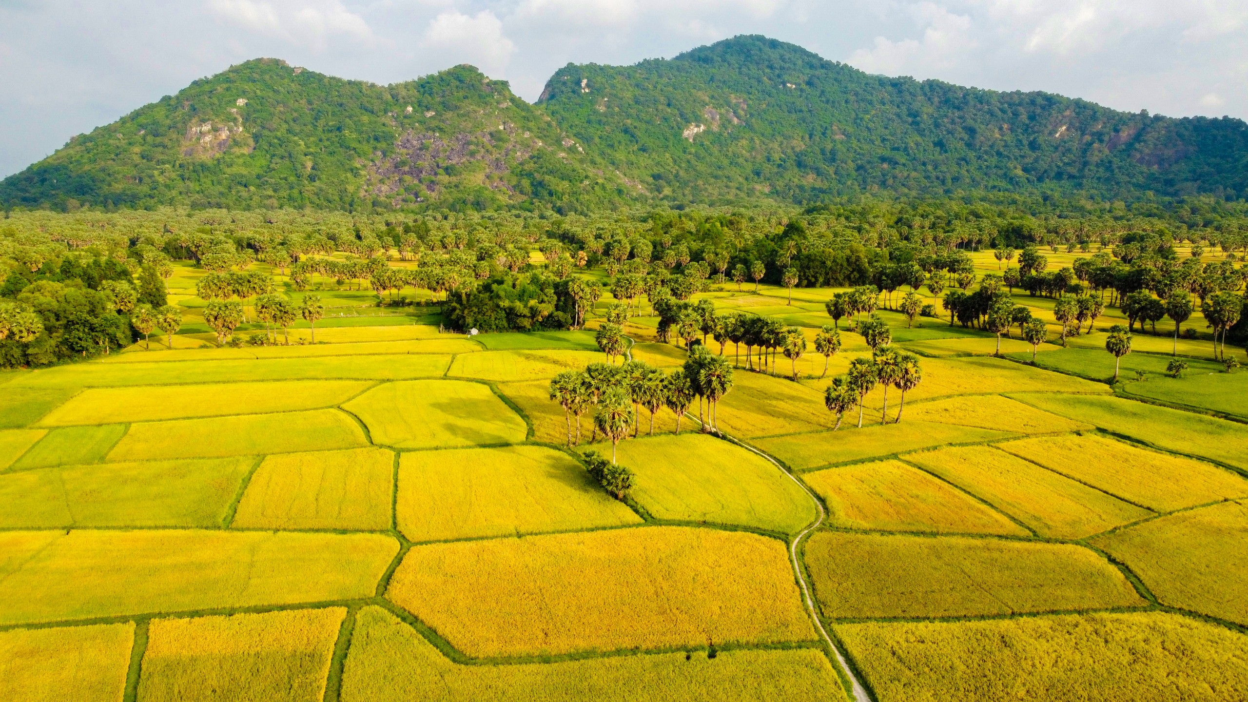 Về An Giang ngắm mùa vàng bất tận trên cánh đồng Tà Pạ