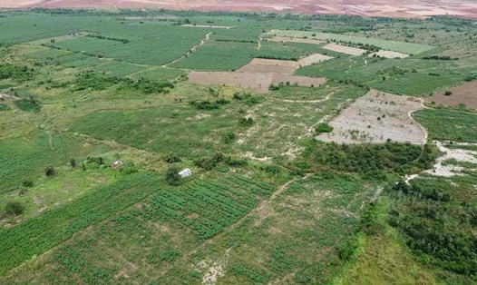 Đất sạch giai đoạn 2 dự án sân bay Long Thành bị chiếm dụng trồng khoai mì ở huyện Long Thành. Ảnh: Phong Nguyễn