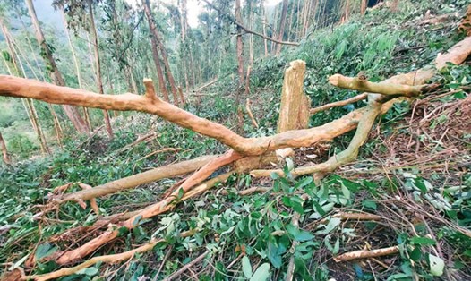 Theo cán bộ Hạt kiểm lâm Vườn Quốc gia Tam Đảo, qua kiểm tra hiện trường ngày 9.12, phát hiện dao phát, cưa nhỏ để cắt các cây tái sinh dưới tán rừng trồng bạch đàn. Ảnh: Trung Anh
