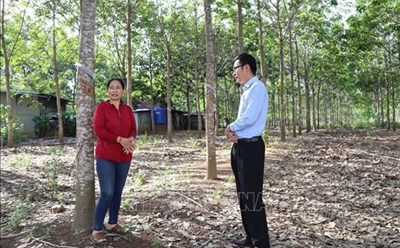 Bà Nguyễn Thị The, thị trấn Ea Súp, huyện Ea Súp được vay 50 triệu đồng theo Nghị quyết 11 để đầu tư cho vườn cao su. Ảnh: TTXVN