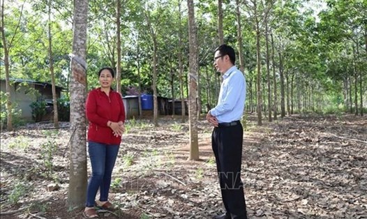 Bà Nguyễn Thị The, thị trấn Ea Súp, huyện Ea Súp được vay 50 triệu đồng theo Nghị quyết 11 để đầu tư cho vườn cao su. Ảnh: TTXVN