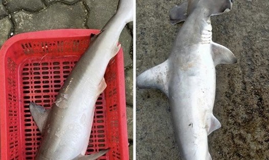 Cá mập đầu búa được rao bán tràn lan trên mạng xã hội và các chợ trên địa bàn TP Hội An, tỉnh Quảng Nam. Ảnh: Ban Quản lý khu Bảo tồn biển Cù Lao Chàm