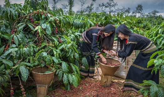 Cà phê vẫn là một trong những mặt hàng nông sản xuất khẩu hàng đầu của Việt Nam. Ảnh: Ngô Minh Phương