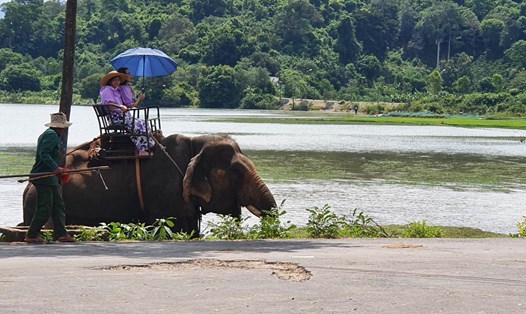 Tỉnh Đắk Lắk kỳ vọng 5 năm tới sẽ loại bỏ hẳn dịch vụ du lịch cưỡi voi. Ảnh minh họa: Bảo Trung