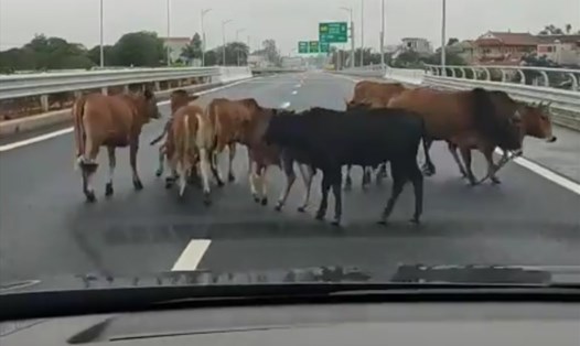 Đàn bò 9 con cản trở, tiềm ẩn nguy cơ tai nạn giao thông tại lối ra cao tốc Vân Đồn - Móng Cái. Ảnh chụp lại từ video
