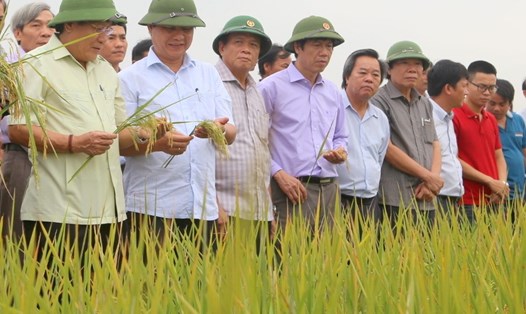 Lãnh đạo tỉnh Quảng Trị kiểm tra tình hình trồng lúa hữu cơ ở Quảng Trị và vui mừng khi sản lượng thu được tăng cao. Ảnh: Hưng Thơ.