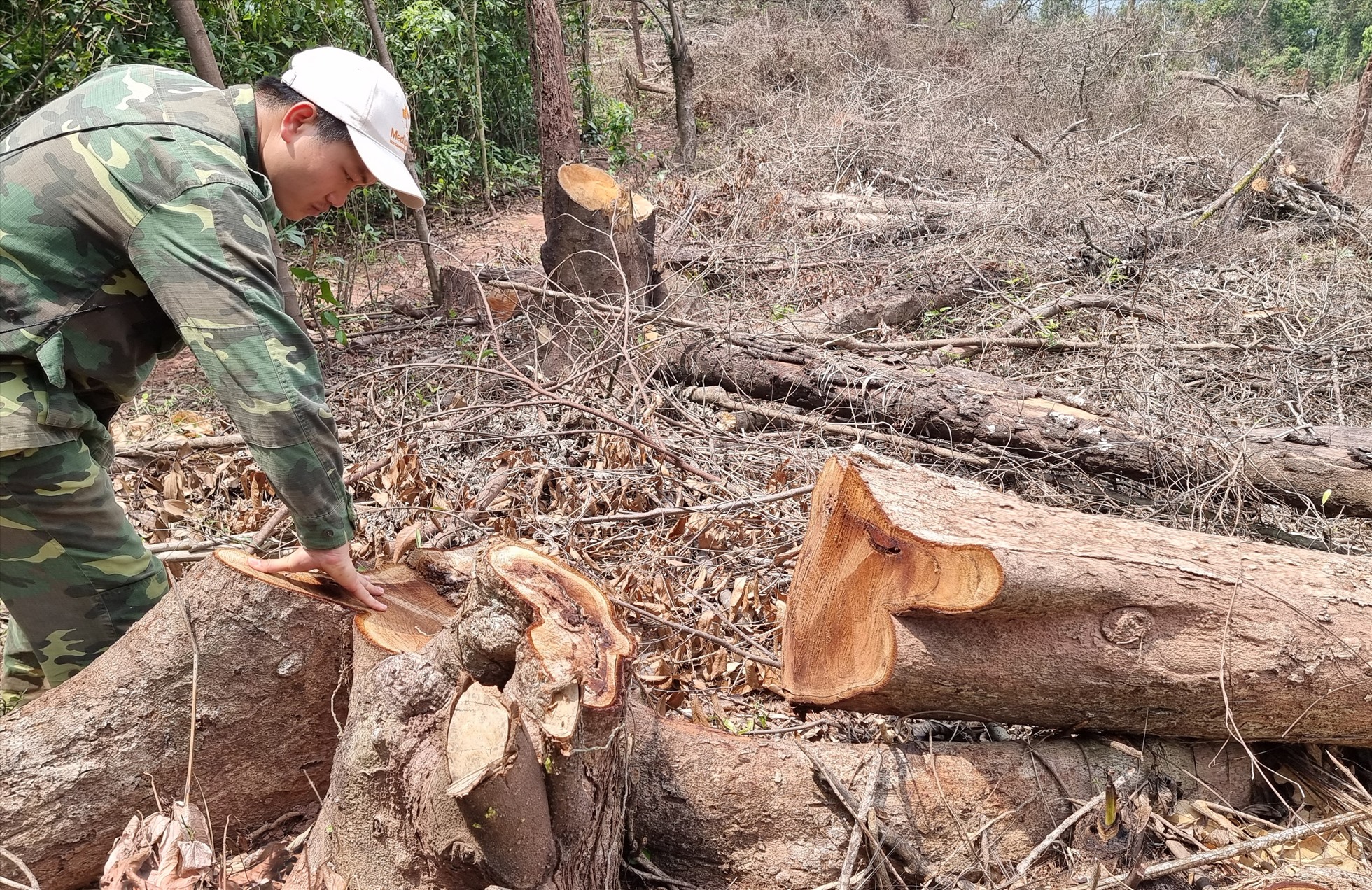 Khởi tố vụ phá rừng nghiêm trọng ở tỉnh Quảng Trị