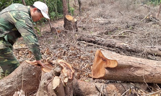 Cây rừng tự nhiên bị đốn hạ ở xã Đakrông. Ảnh: Hưng Thơ.