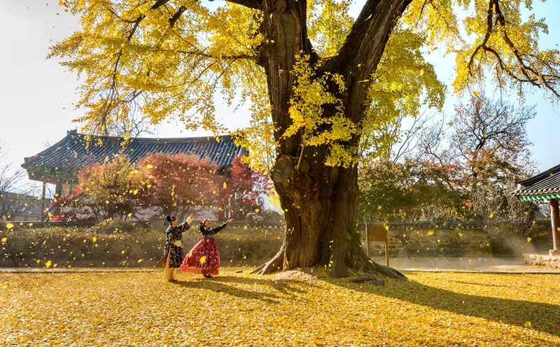 TỉnhJeollabuk-do quảng bá, giới thiệu hình ảnh du lịch tại Việt Nam. AnhrL KTO