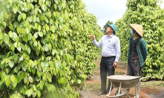 Cà phê và hồ tiêu là hai loại cây trồng chủ lực vừa được UBND tỉnh Đắk Nông phê duyệt hỗ trợ phí bảo hiểm nông nghiệp. Ảnh: Phan Tuấn